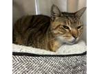 Adopt Mufasa a Domestic Short Hair