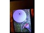 Crate and Barrel Pendent Lighting