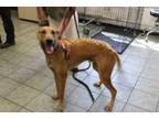 Adopt Canelo a Great Dane, Mixed Breed