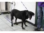 Adopt Koga a Labrador Retriever, Mixed Breed