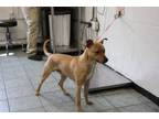 Adopt Banana a Pit Bull Terrier, Mixed Breed