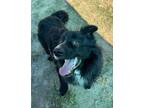 Adopt Felix a Border Collie, Mixed Breed