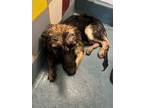 Adopt Ragnar a German Shepherd Dog, Mixed Breed