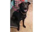 Adopt Cypress a Labrador Retriever, Mixed Breed