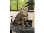 Adopt Gambit a Tabby