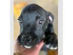 Adopt Canelo II a Boxer