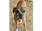 Adopt Maurice a Boxer