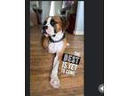 Adopt Ransom a Boxer