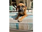 Adopt Gigi II a Boxer
