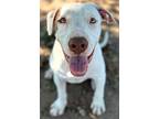 Adopt Landon a Mixed Breed