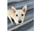 Adopt Shadow a Husky