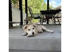 Adopt Chance a Husky
