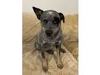 Adopt Chopper a Australian Cattle Dog / Blue Heeler