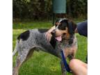 Adopt Moo a Hound