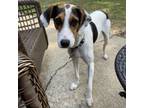 Adopt Jake a Hound