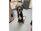 Adopt Long Long Man a Great Dane