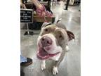 Adopt Max a Mixed Breed