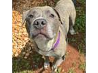 Adopt Maverick a American Staffordshire Terrier