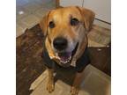 Adopt Leo a Rhodesian Ridgeback