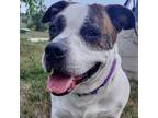 Adopt Boss a Basset Hound, Mixed Breed