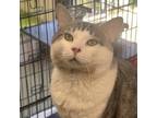 Adopt Double Whopper w/Cheese (extra pickles) a British Shorthair