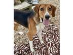 Adopt Zeke a Foxhound, Mixed Breed