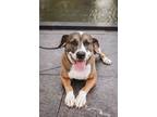 Adopt Riddick a Pit Bull Terrier