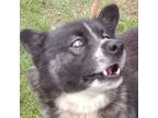 Adopt Jax a Husky
