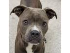 Adopt Wesson a Pit Bull Terrier, Boxer