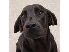 Adopt Bandit a Labrador Retriever