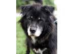 Adopt Bear a Chow Chow, Hound