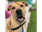 Adopt Apollo a Mixed Breed