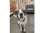 Adopt Buddy a Mixed Breed