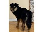 Adopt Gunnar a Husky, Rottweiler