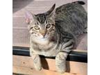 Adopt Ryder a Domestic Short Hair