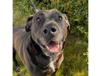 Adopt Juddah a Mixed Breed