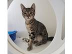Adopt Raisins a Domestic Short Hair