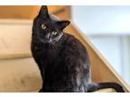 Adopt Dimitri a All Black Domestic Shorthair (short coat) cat in Carlisle