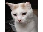 Adopt Emerson a Domestic Short Hair
