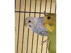 Adopt Pepsi a Parakeet (Other)