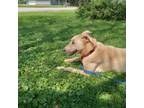 Adopt Joejoe a Labrador Retriever, Mixed Breed