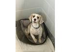 Adopt Buddy a Bichon Frise, Spaniel