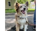 Adopt Rusty a Australian Shepherd, Mixed Breed