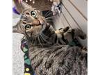 Adopt Percy a Domestic Short Hair