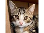 Adopt Courage - Reduced Fee! a Domestic Short Hair