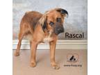 Adopt Rascal a Collie, Pit Bull Terrier