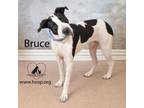 Adopt Bruce a Pit Bull Terrier