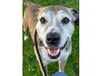 Adopt Kodi a Brindle - with White Boxer / Mixed dog in Lake Odessa
