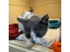 Adopt Echo a Domestic Short Hair