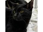 Adopt Moop a Domestic Short Hair